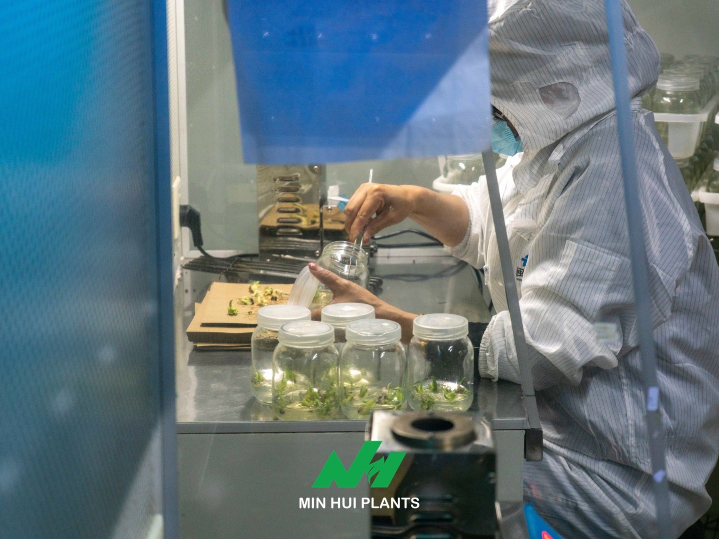 The Real Beginning of Tissue Culture: Why Mother Plant Management Determines the Quality of Every Future Plant